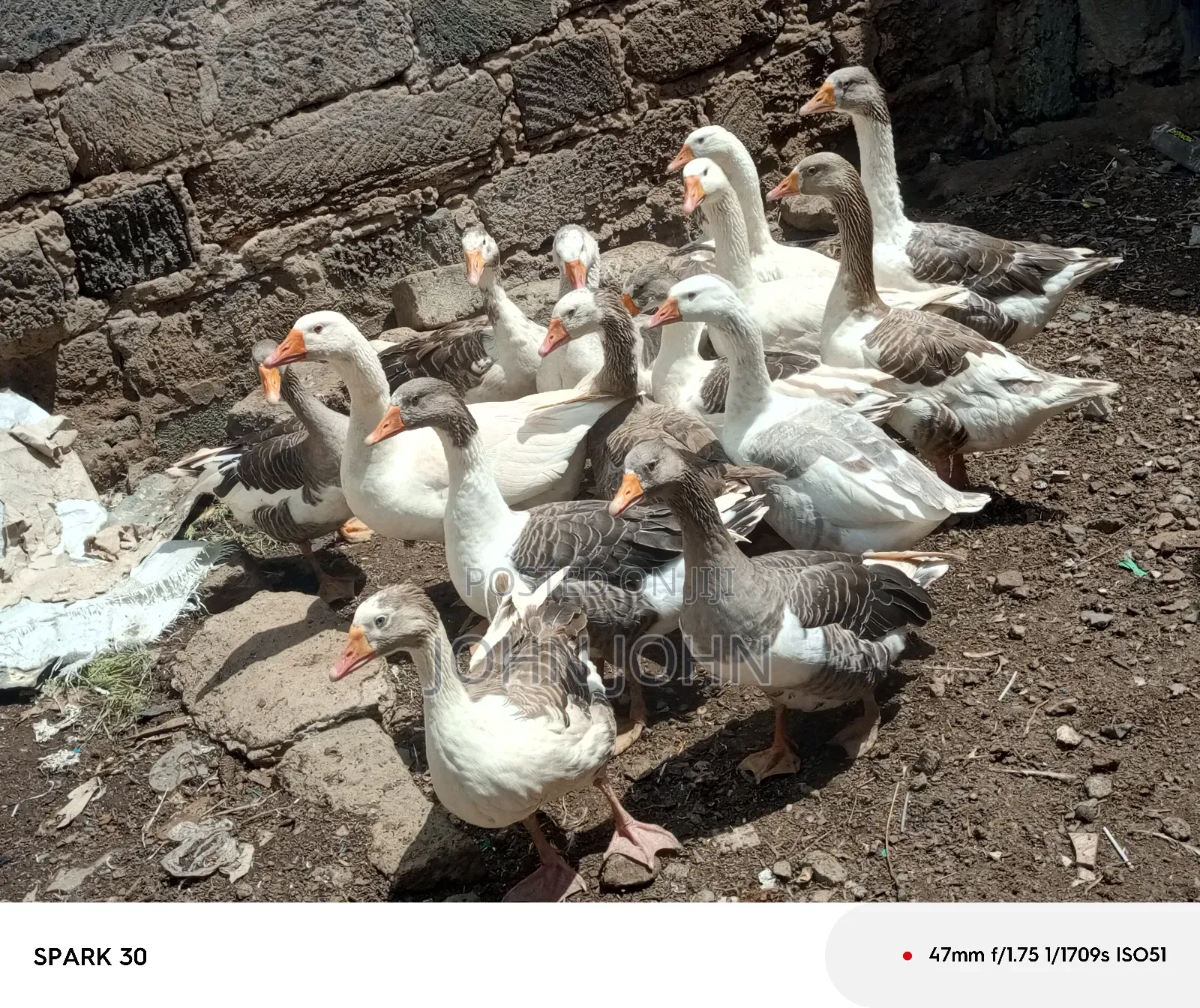 Giant Goose