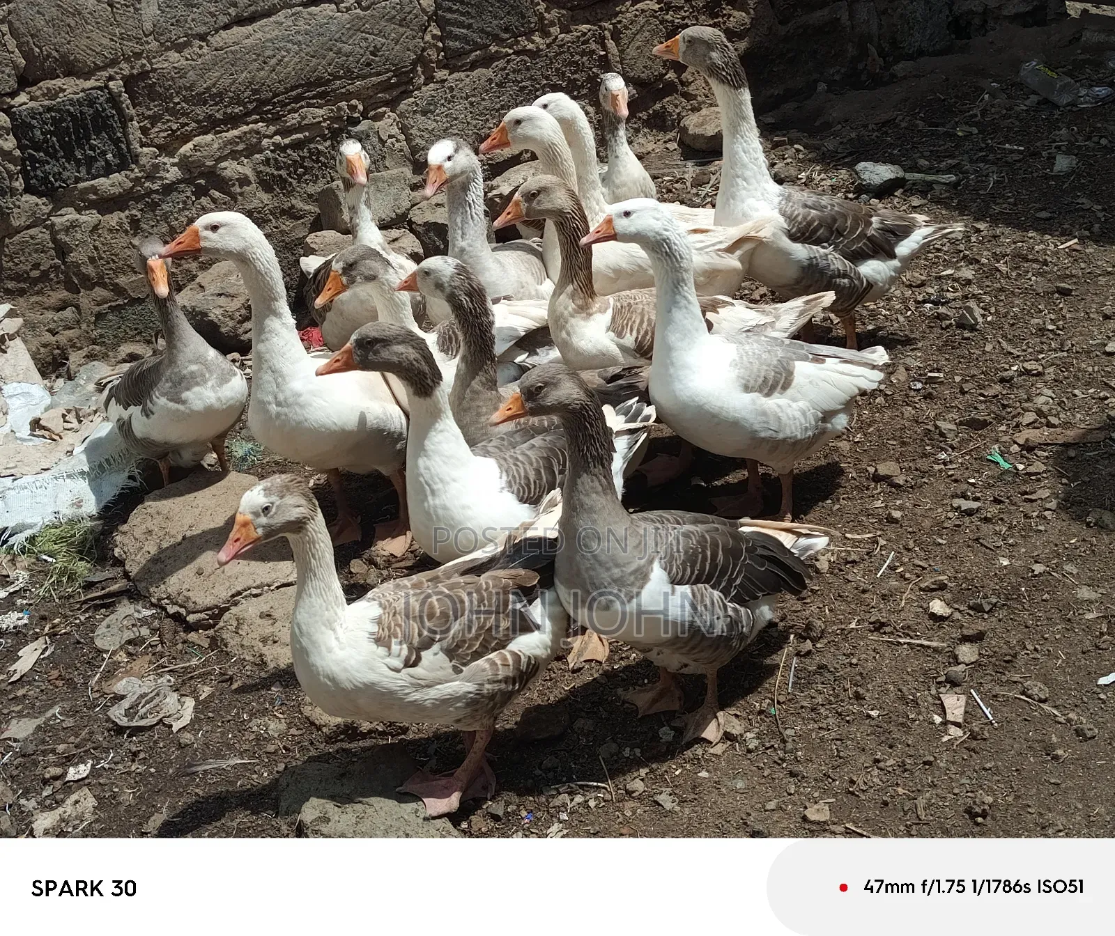 Giant Goose