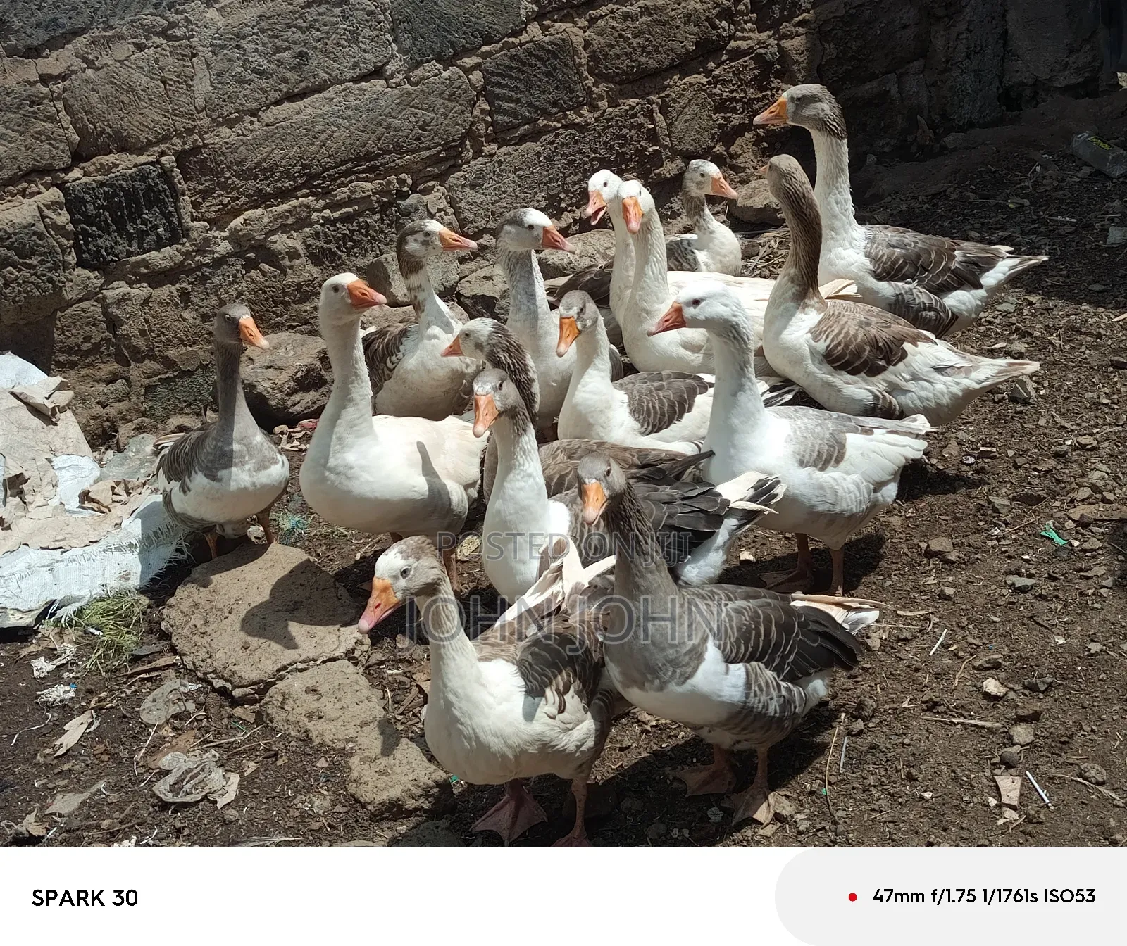Giant Goose