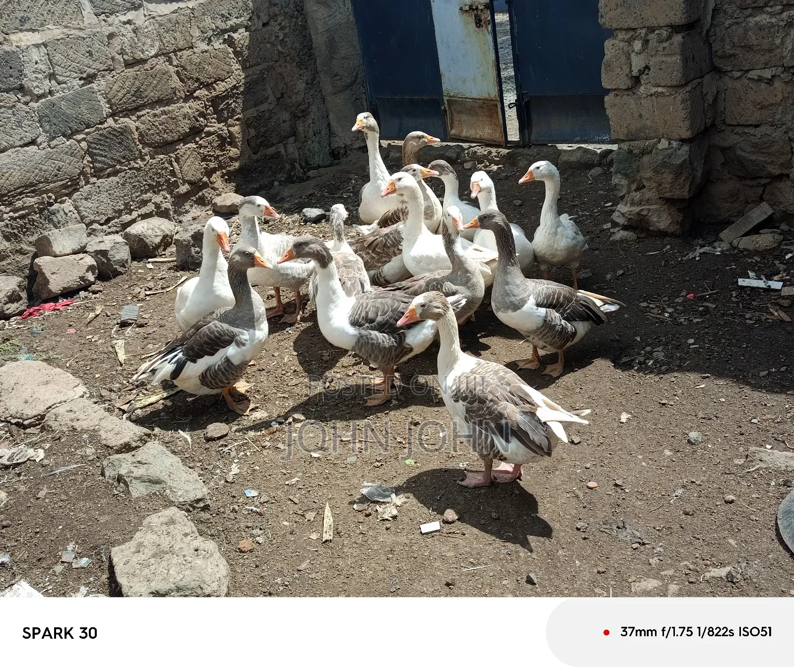 Giant Goose