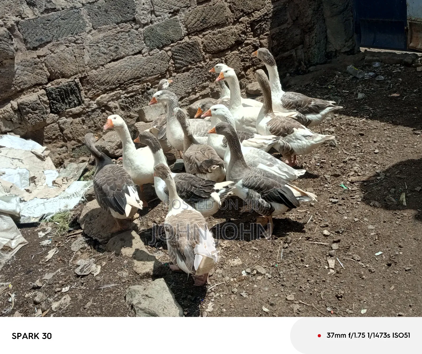 Giant Goose