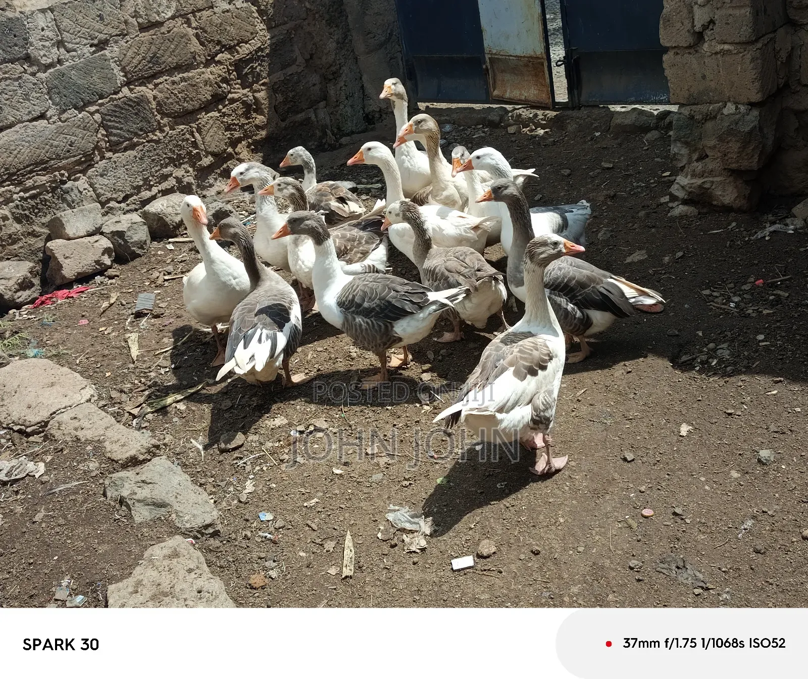 Giant Goose