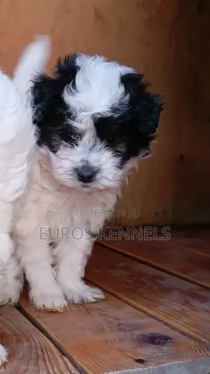 1-3 months Male Purebred Havanese