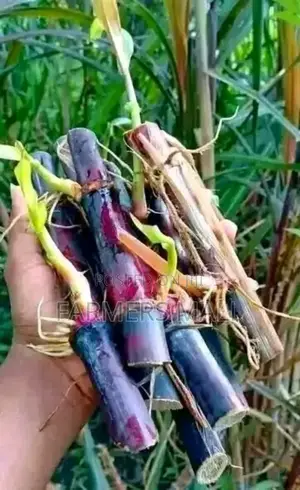 Australian Red Napier Grass, Bhoma Lucerne Seeds.