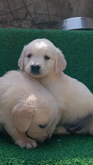 1-3 months Male Purebred Golden Retriever