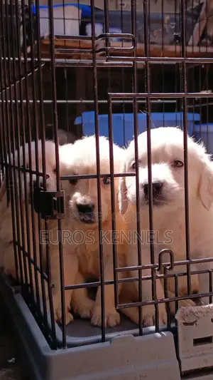 1-3 months Male Purebred Golden Retriever