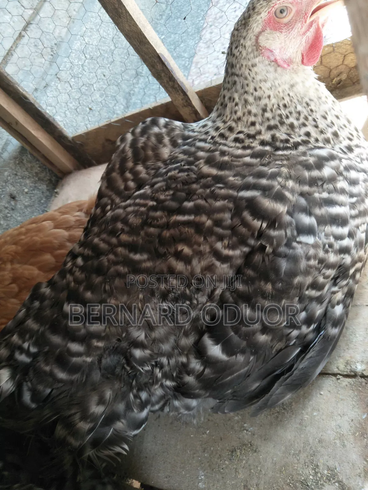 Pure Kienyeji Hens
