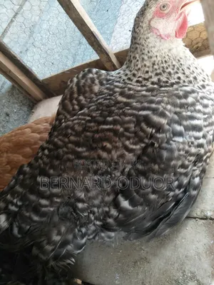 Pure Kienyeji Hens