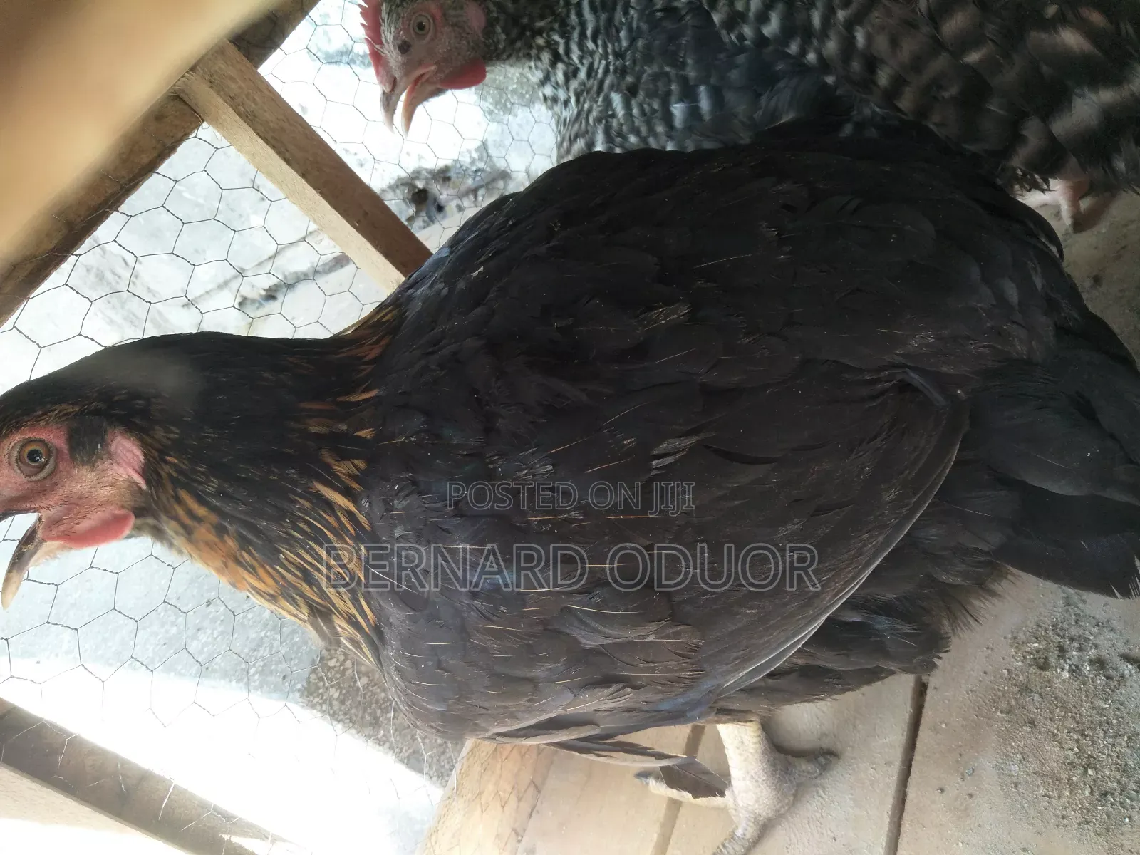 Pure Kienyeji Hens