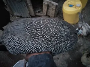 Kanga Eggs