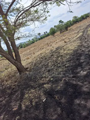 50 by 100 Plot in Kiine, Sagana. 200m From Kenol Marua Highway.