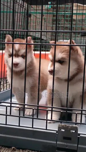 1-3 months Male Purebred Siberian Husky