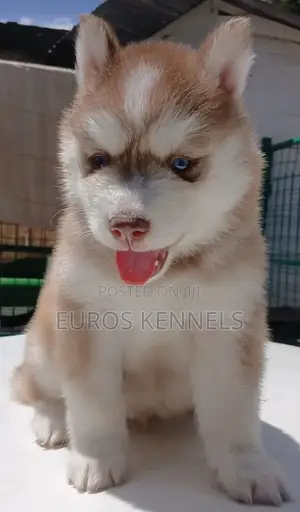 1-3 months Male Purebred Siberian Husky