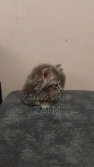 1-3 months Female Purebred Tabby