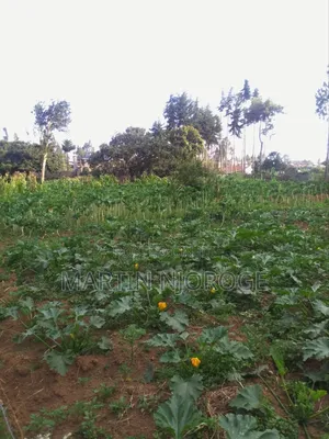 1⁄4 Plot Kihingo