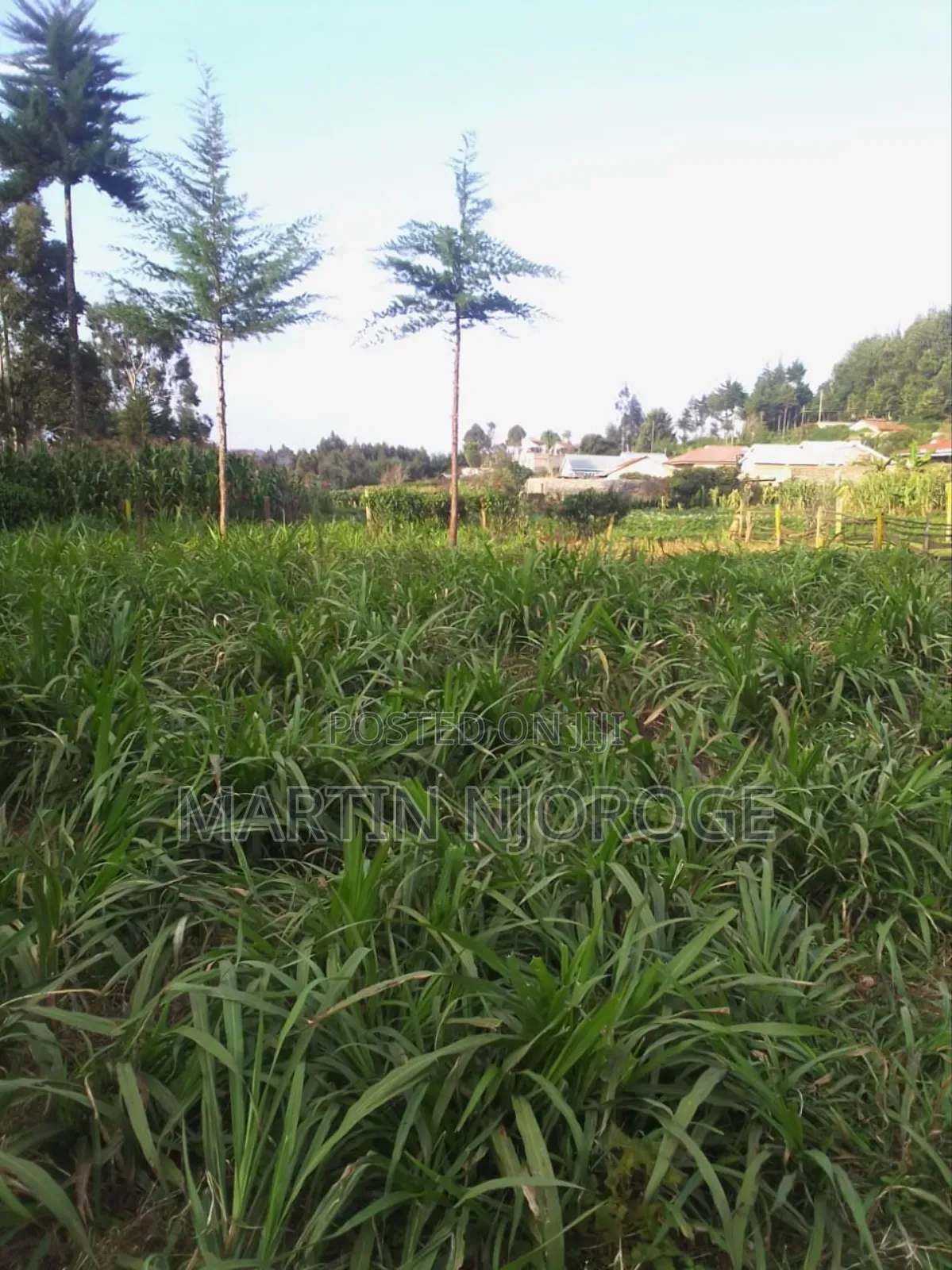 1⁄4 Plot Kihingo