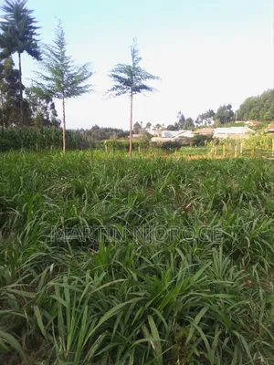 1⁄4 Plot Kihingo