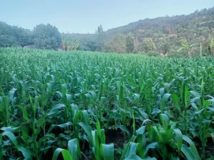 Plot for Sale, 1⁄2 Acre.