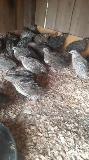 Smart Quails