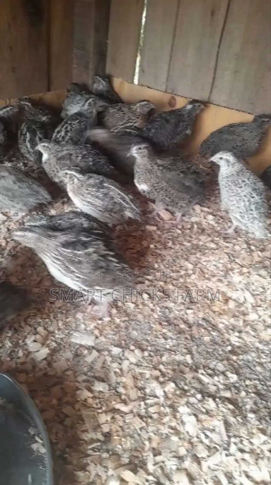 Smart Quails