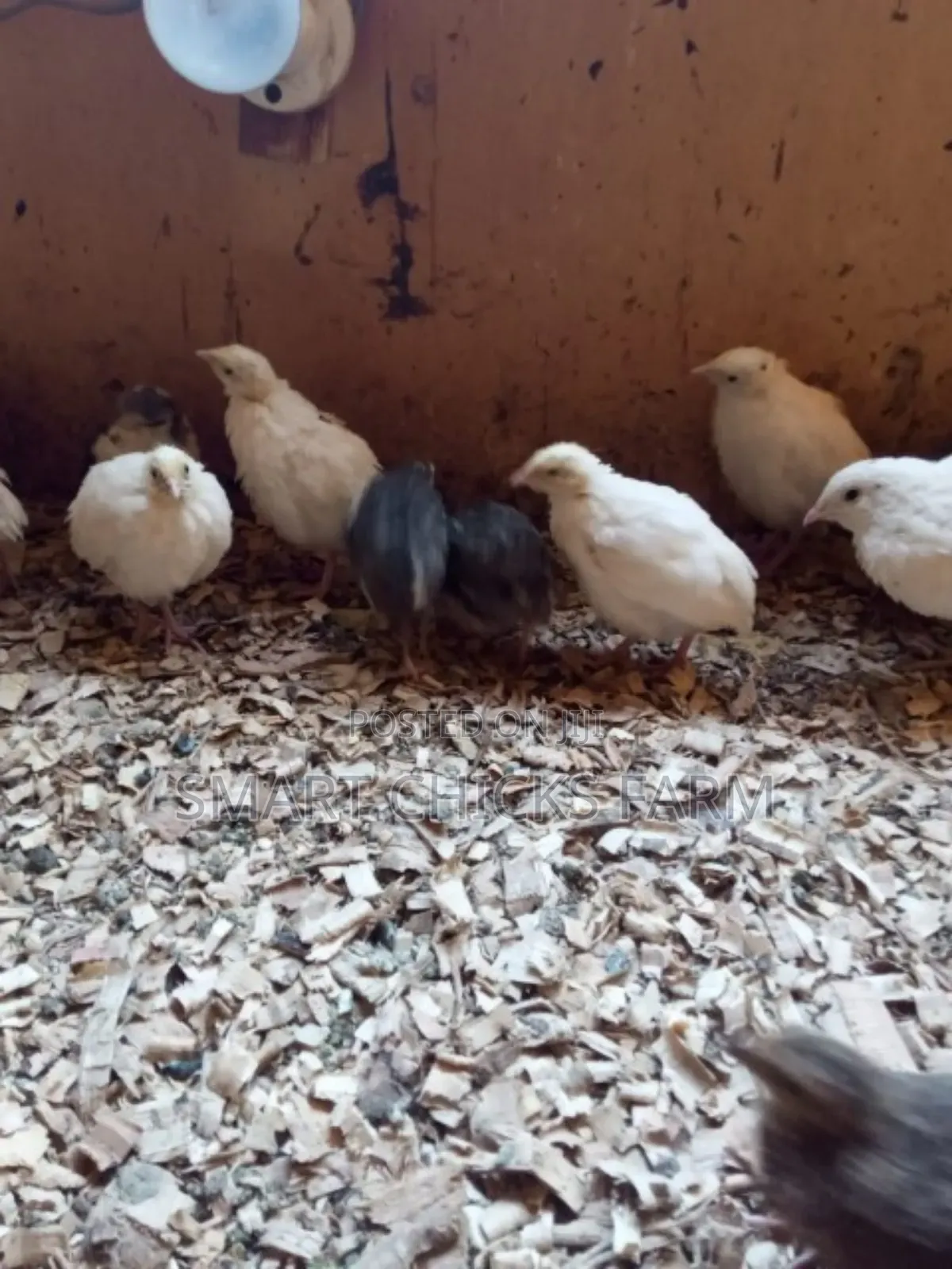 Smart Quails