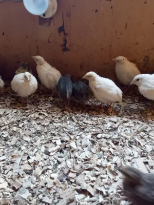 Smart Quails