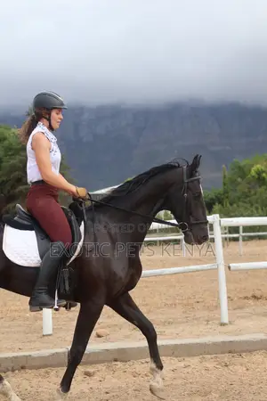 Imported Horse (Gelding) for Sale