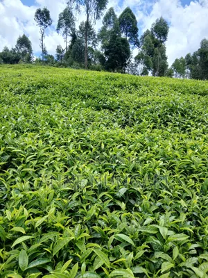Tea Farm in Gatundu North