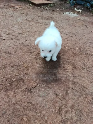 1-3 months Male Purebred Havanese