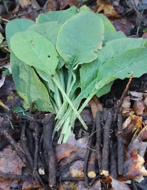 Comfrey Russian Cuttings Cultivator Boking 14 for Livestock