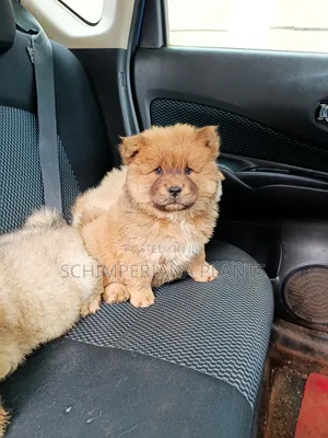 1-3 months Male Purebred Chow Chow