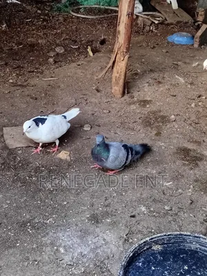 Homing Pigeons