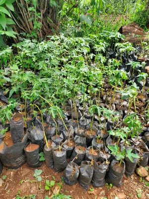 Paw Paw Seedlings
