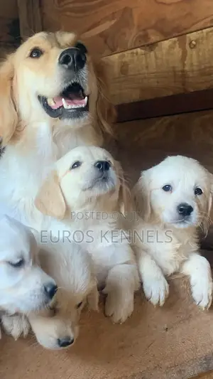 1-3 months Male Purebred Golden Retriever