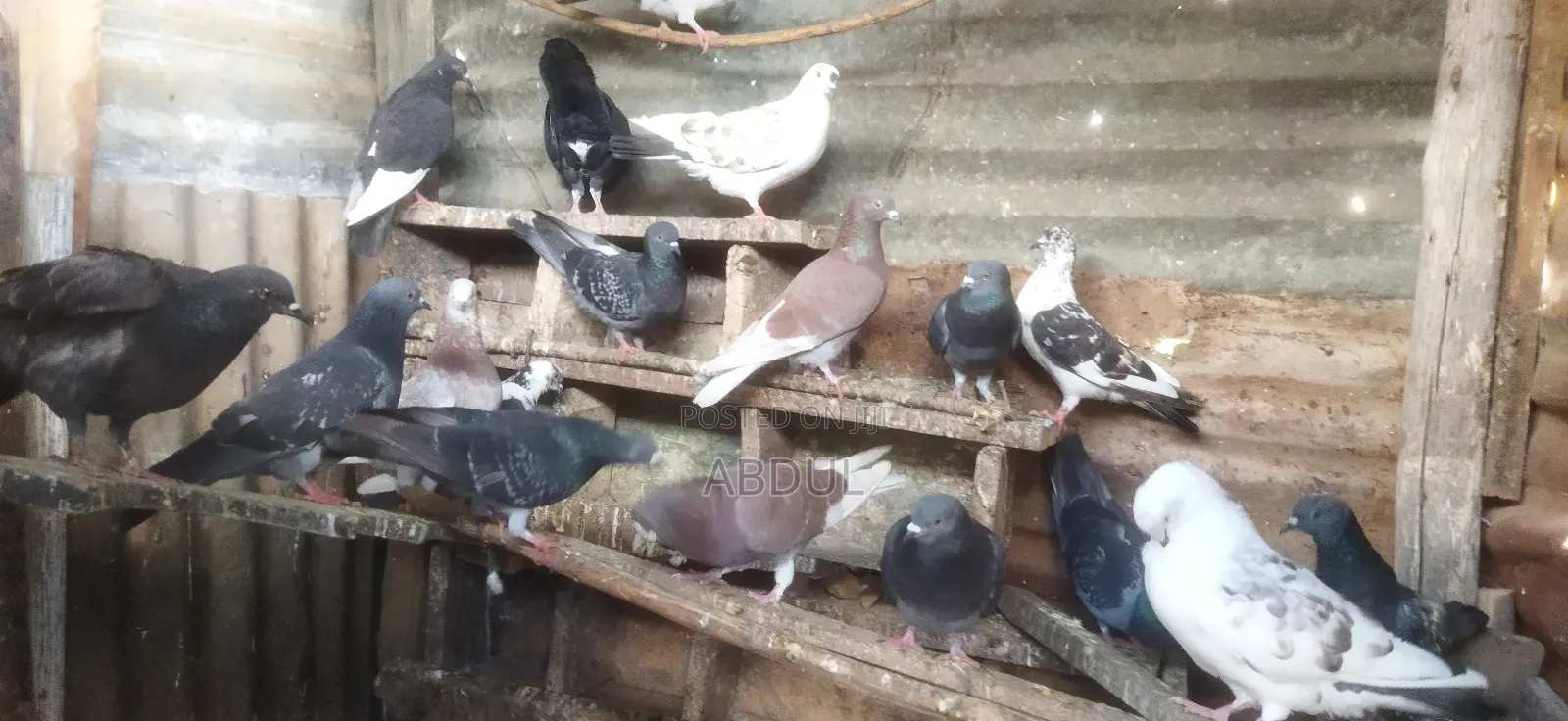 Birds Selling