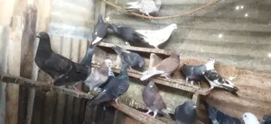 Birds Selling