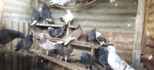 Birds Selling