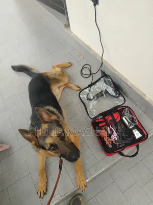 Dog Grooming