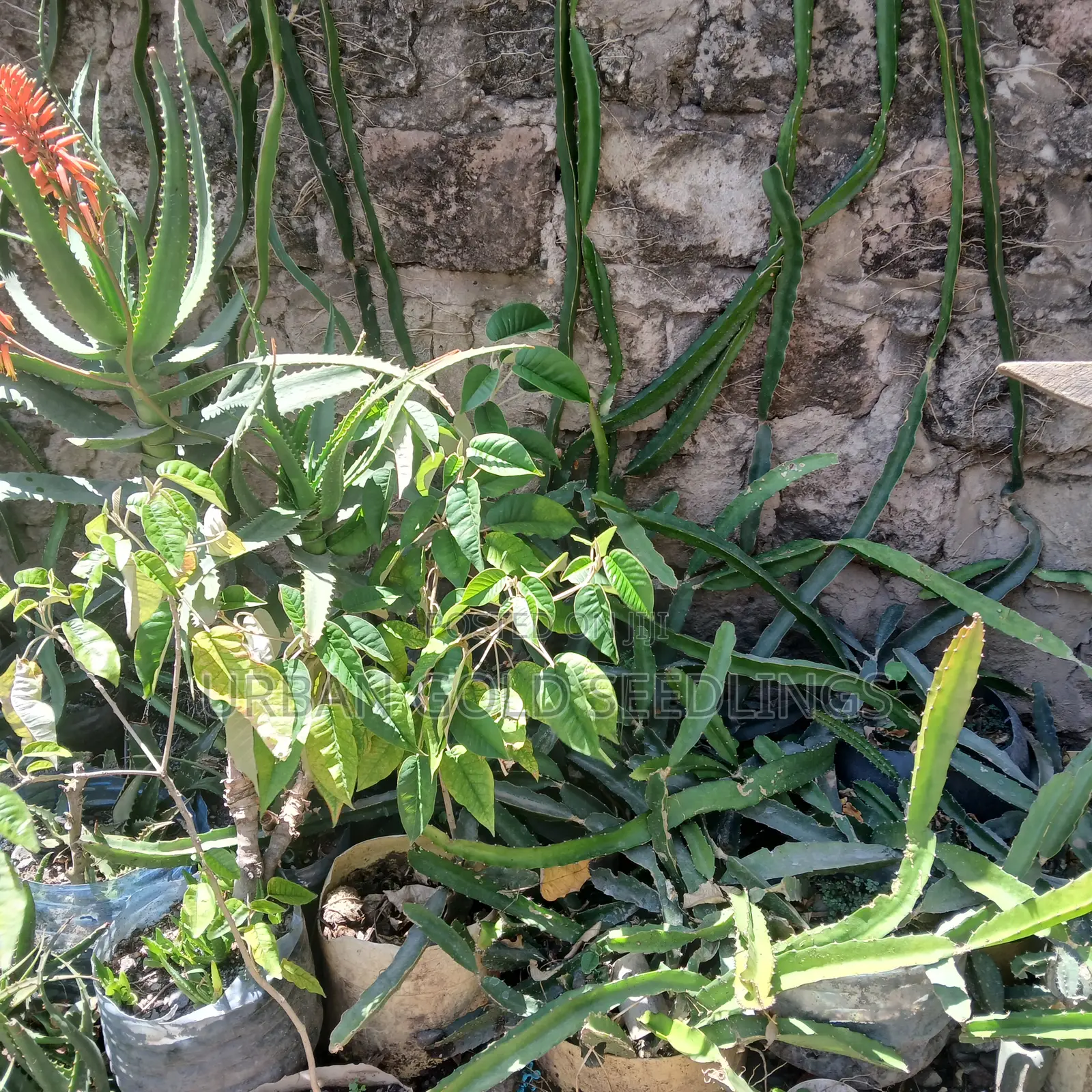 Dragon Fruit Seedlings