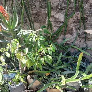 Dragon Fruit Seedlings