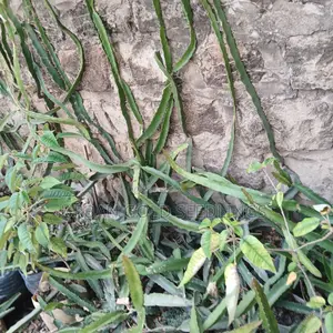 Dragon Fruit Seedlings