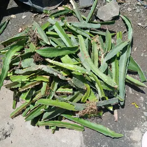 Dragon Fruit Seedlings