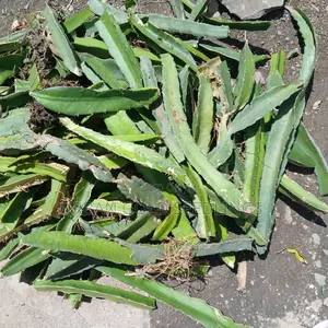 Dragon Fruit Seedlings