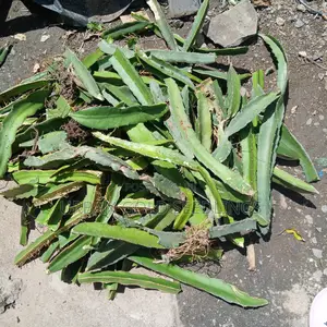 Dragon Fruit Seedlings