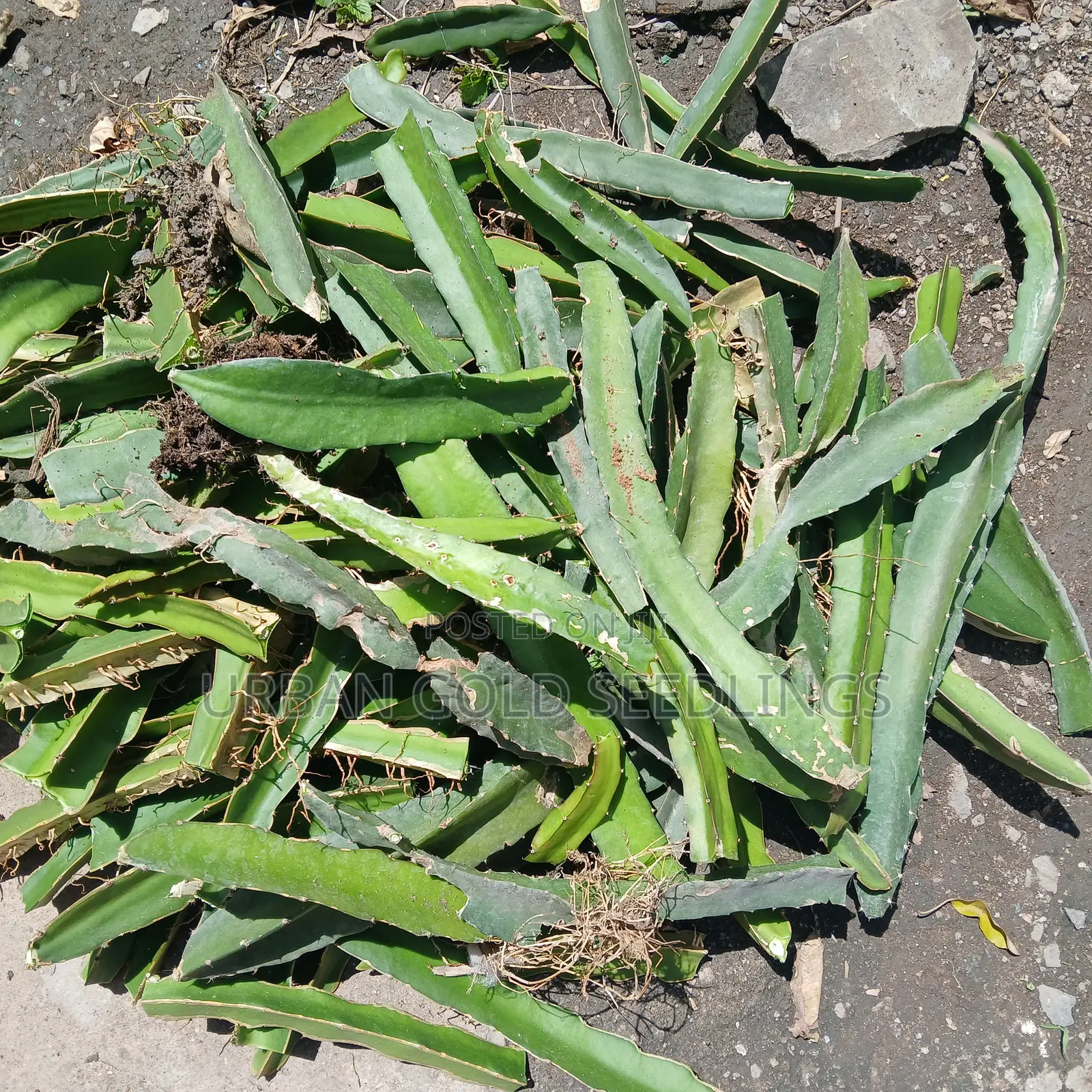 Dragon Fruit Seedlings