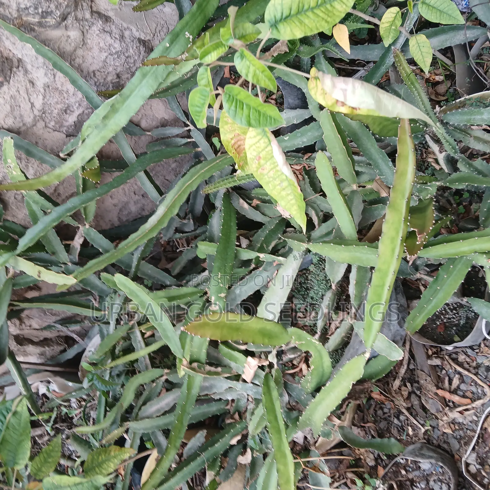 Dragon Fruit Seedlings
