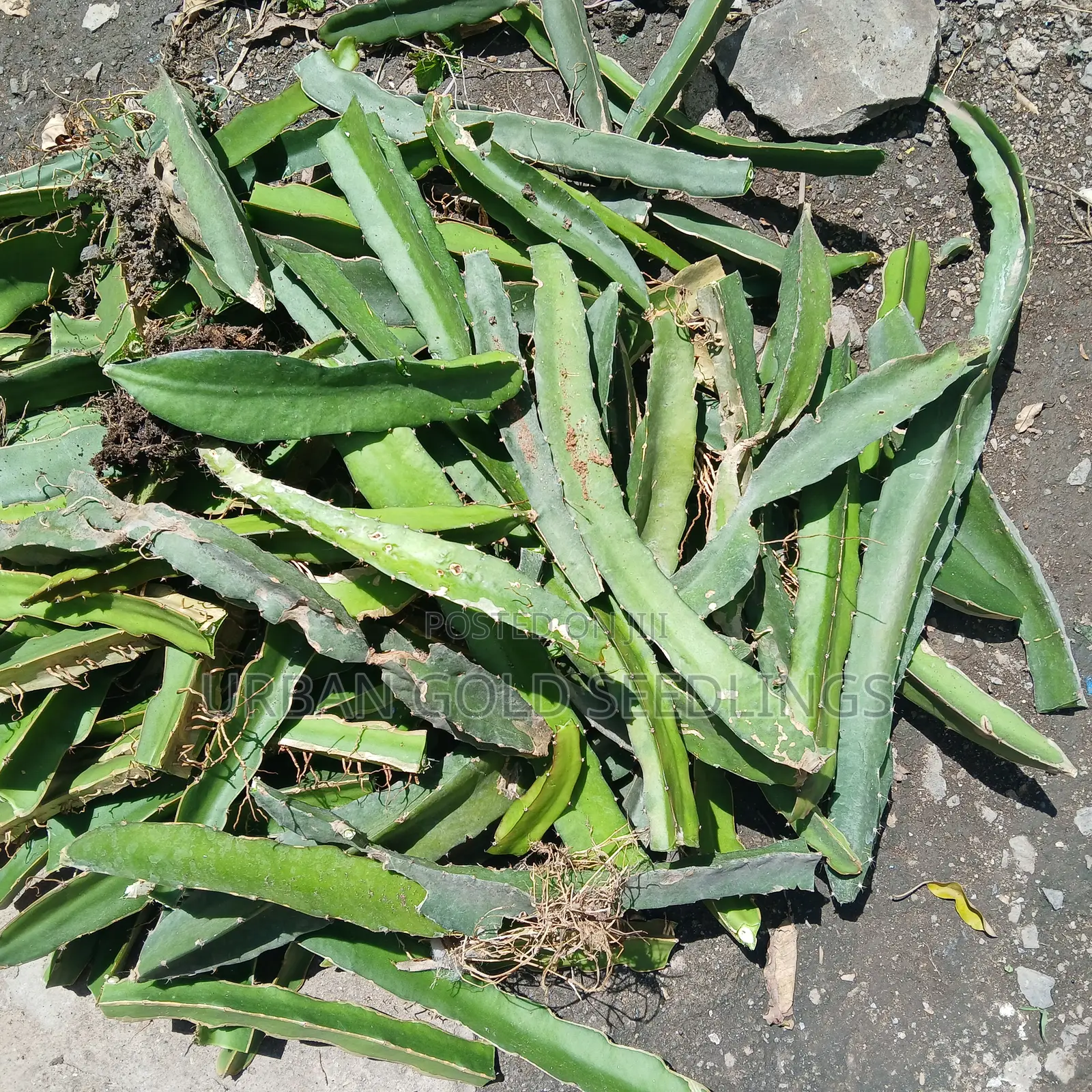 Dragon Fruit Seedlings