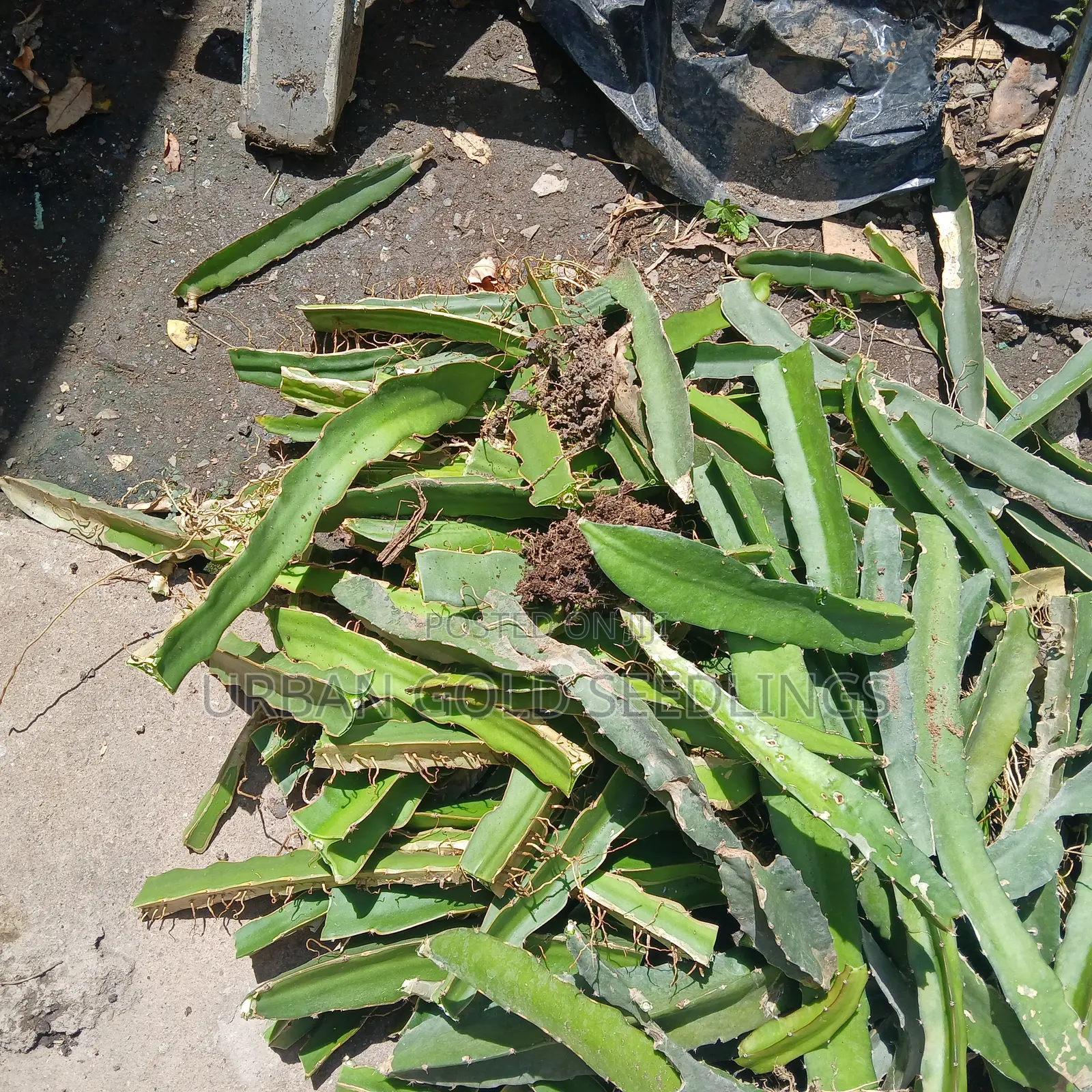 Dragon Fruit Seedlings