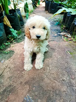 1-3 months Male Purebred Cockapoo