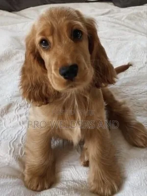 1-3 months Male Purebred Cocker Spaniel